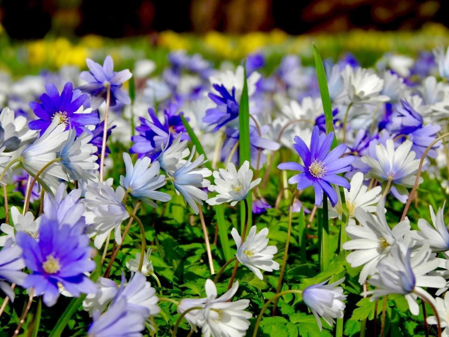 Thornton Manor - Holiday Cottages And Apartments Heswall Rom bilde